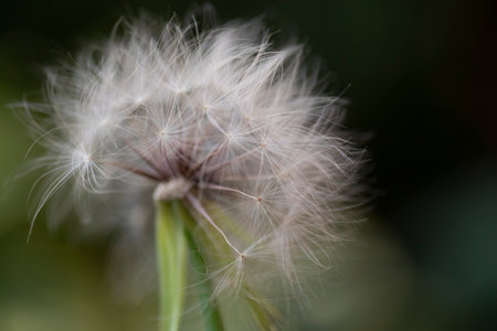 Dandelion seeds Colorful natural garden flowers art interior decoration