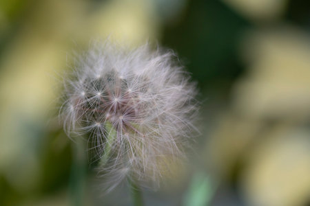 Dandelion seeds Colorful natural garden flowers art interior decoration