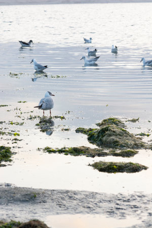 Flamingos heron seagull Birds at beach Paracas natural reservation park Ica Peru