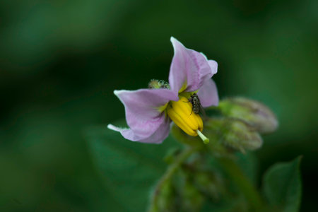 Close up of a potato plant with flowers and a bee on it Little purple flower potato vegetable blooming Peru summerの写真素材