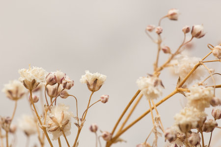 Dried flowers in vintage style, soft focus, shallow DOF.の写真素材
