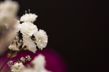 white gypsophila on black background with copy space for textの写真素材