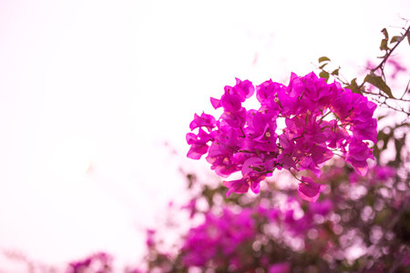 Bougainvillea flowers or Paper flower in the garden or nature parkの写真素材