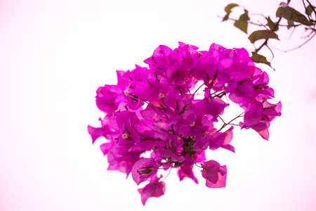 Bougainvillea flowers isolated on white background, Thailand.の写真素材