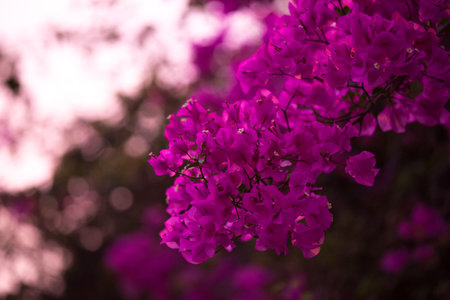 Pink bougainvillea flowers in the garden with soft lightの写真素材