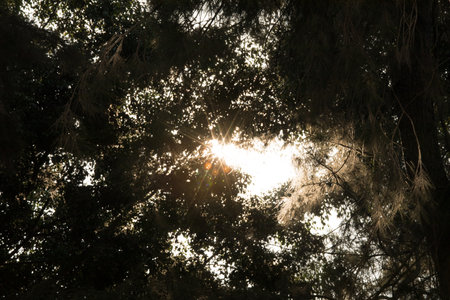 Sun shining through the branches of a tree in the forest. Nature background.