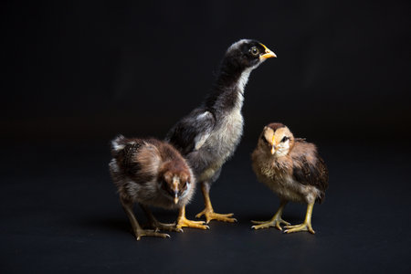 chickens on a black background, close-up, studioの写真素材
