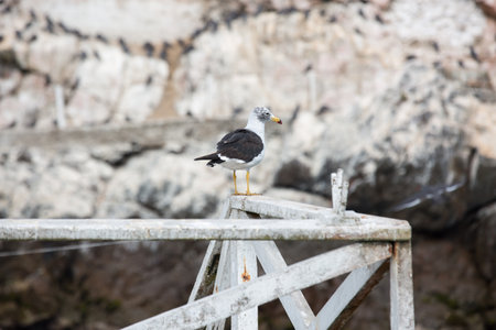 Seagull sitting on a wooden bridge over the sea in Spainの写真素材
