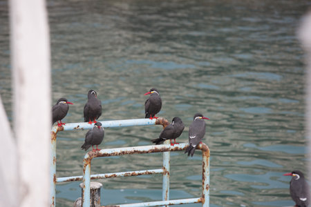 Flock of Black Terns (Sturnus vulgaris) sitting on a metal fence