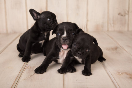 Three black and white french bulldog puppies on a white wooden backgroundの写真素材
