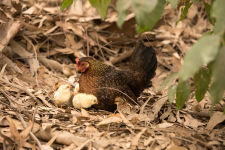 Hen and baby chicken on the ground in the farm, Thailand.の写真素材