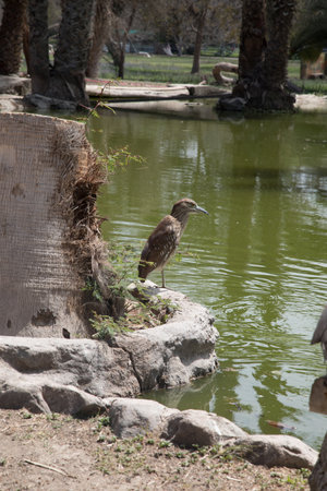 Black-crowned night heron (Nycticorax nycticorax)