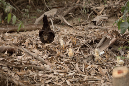 Chickens on the ground in the forest,Thailand.の写真素材