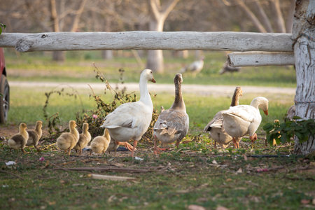 A flock of geese with goslings on the farm.の写真素材