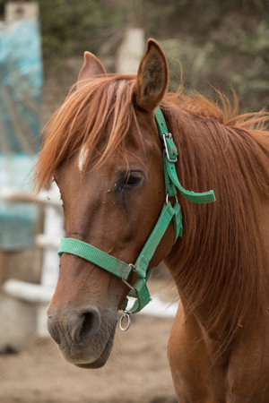 Portrait of a horse in the paddock. Close-upの写真素材