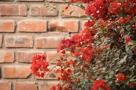 red bougainvillea flowers in the garden with brick wallの写真素材