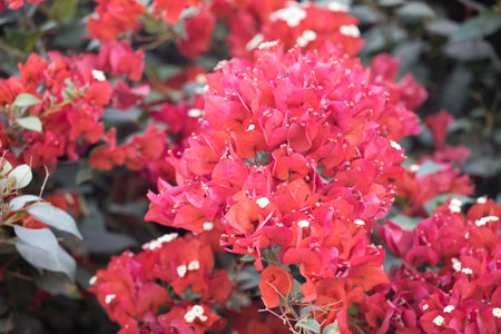Red bougainvillea flowers blooming in the garden.の写真素材
