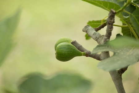 Ripe green figs on a branch of a fig tree.
