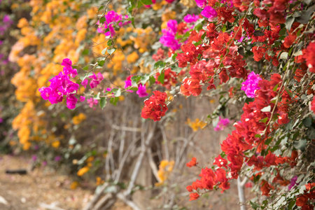 Bougainvillea flowers in the garden with nature background.