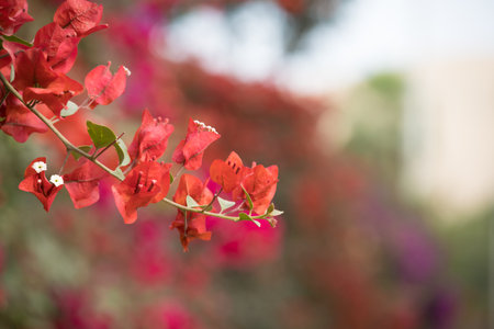Bougainvillea flowers in the garden with soft focus.の写真素材