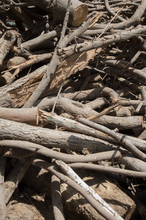 Pile of wood logs in the forest, closeup of photoの写真素材