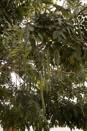 Moringa oleifera tree with fruits and leaves.