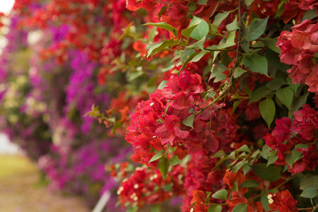 Colorful bougainvillea flowers in the garden, stock photo
