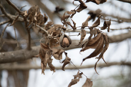 Pecan dry fruit Dried leaves on the branches of a pecan tree in the autumn.