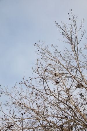 Pecan tree after harvesting branches of a dry tree against the sky