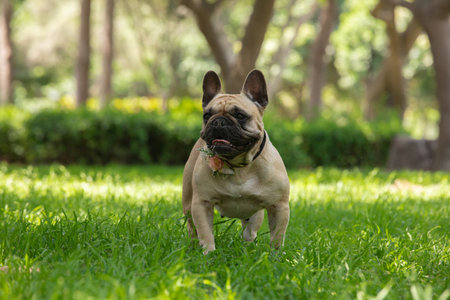 French bulldog running on the green grass in the park, selective focusの写真素材
