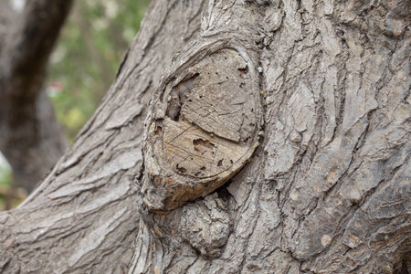 Tree bark texture background. Wood texture background. Wood texture background.