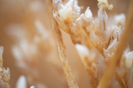 Macro detail of dried grass. Macro photography of dry grass.の写真素材