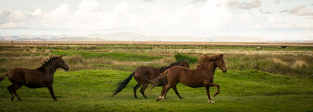 Icelandic horses running in the field, panoramic view