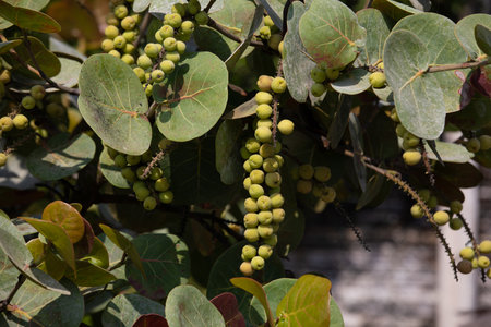 Coccoloba uvifera branch with unripe green fruits.の写真素材
