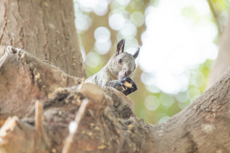 Squirrel sitting on a tree trunk and eating a hazelnutの写真素材
