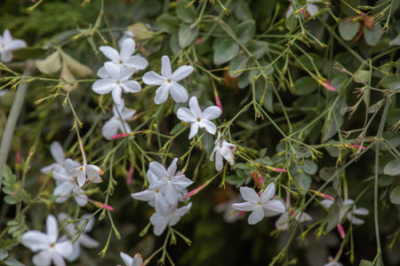 White jasmine flowers in garden. (Rangoon Creeper)
