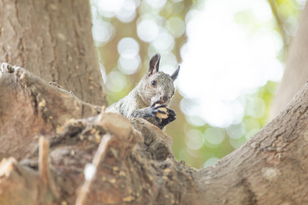 Squirrel on a tree in the park, closeup of photo