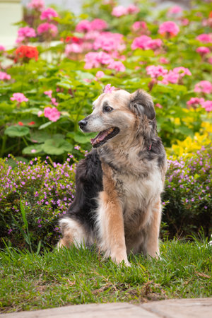 Dog sitting in the garden with flowers on the background.の写真素材