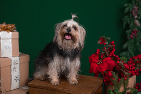 Yorkshire Terrier with Christmas gifts on a dark green background.の写真素材