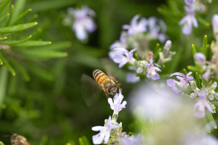 Bee on lavender flower in the garden. Shallow depth of field