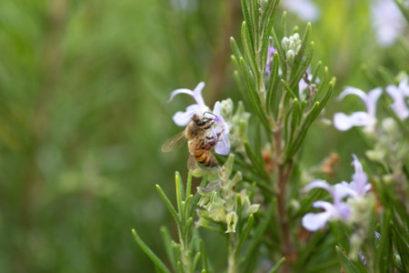 Bee on rosemary flower, closeup of photo with shallow depth of fieldの写真素材