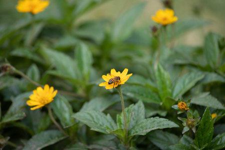Yellow flower with bee in the garden, close up of yellow flowerの写真素材