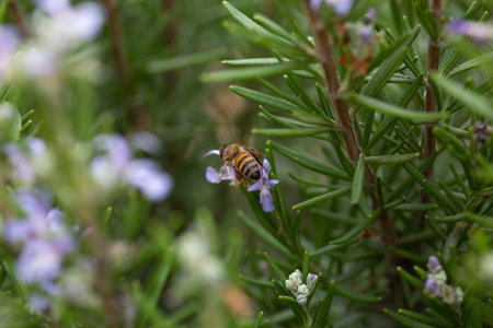 Bee on a rosemary flower. Shallow depth of field.の写真素材