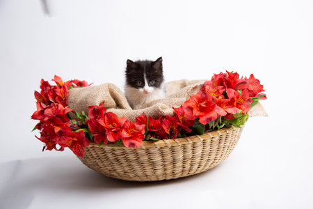 Cute kitten sitting in a basket with red flowers on white backgroundの写真素材