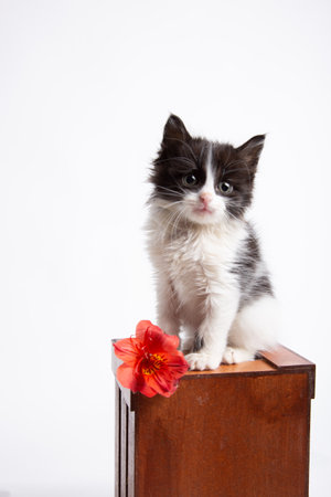 Cute black and white kitten sitting on a wooden box with red flowerの写真素材