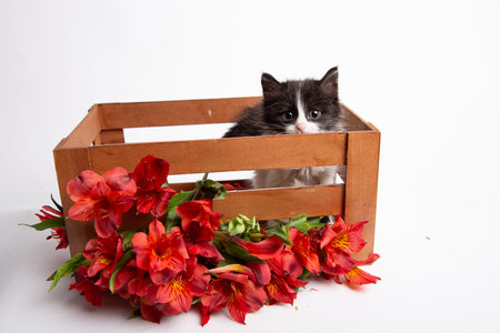 Cute black and white kitten in a wooden box with red flowersの写真素材