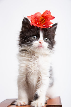 fluffy black and white kitten with a red flower on a white backgroundの写真素材