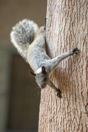 Squirrel climbing on a tree in the park. Close up.の写真素材