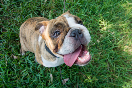 English bulldog on the green grass in the park. Close up.の写真素材