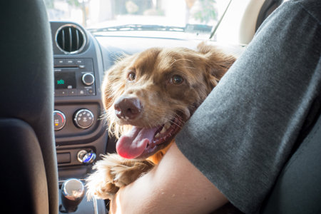 Golden Retriever dog in a car.